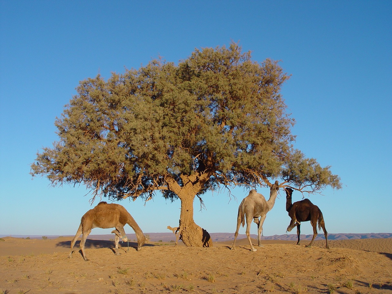 morocco tree camel free photo