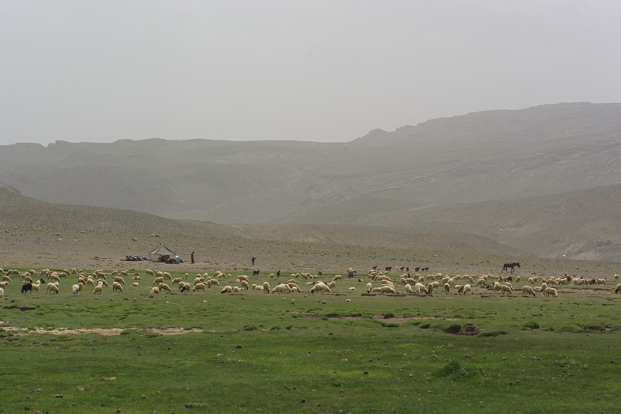 morocco mountain sheep free photo