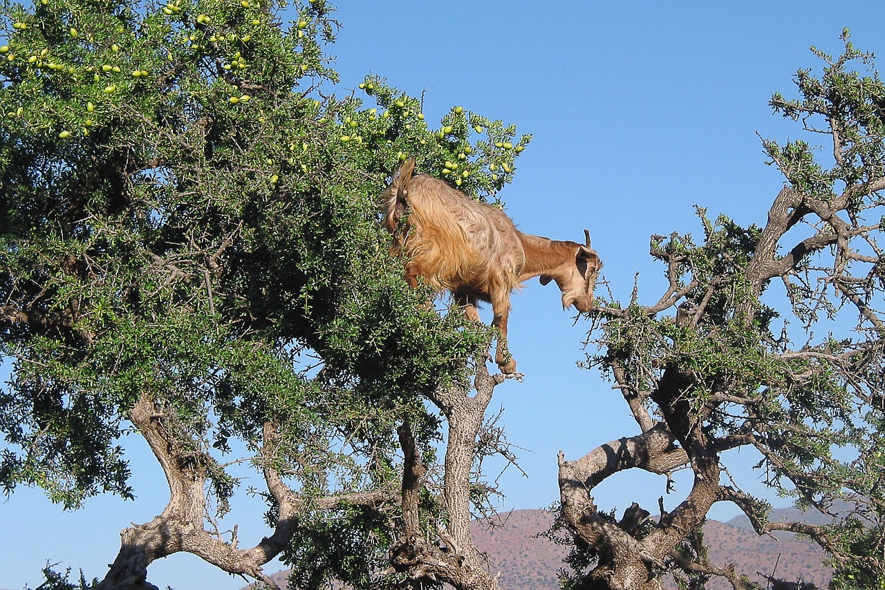 morocco goat argan free photo