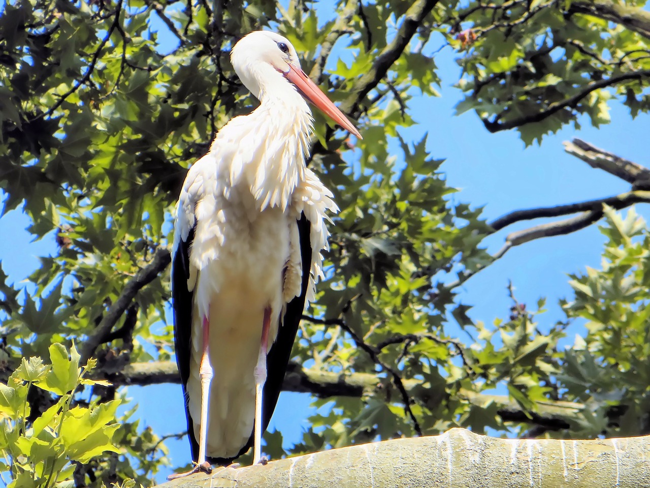 morocco white stork ciconia ciconia free photo