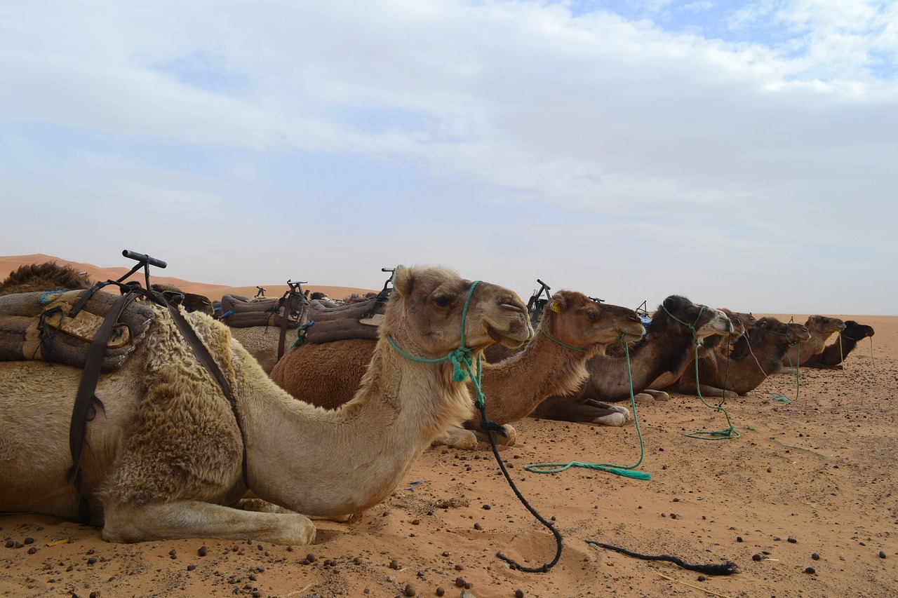morocco desert camel free photo