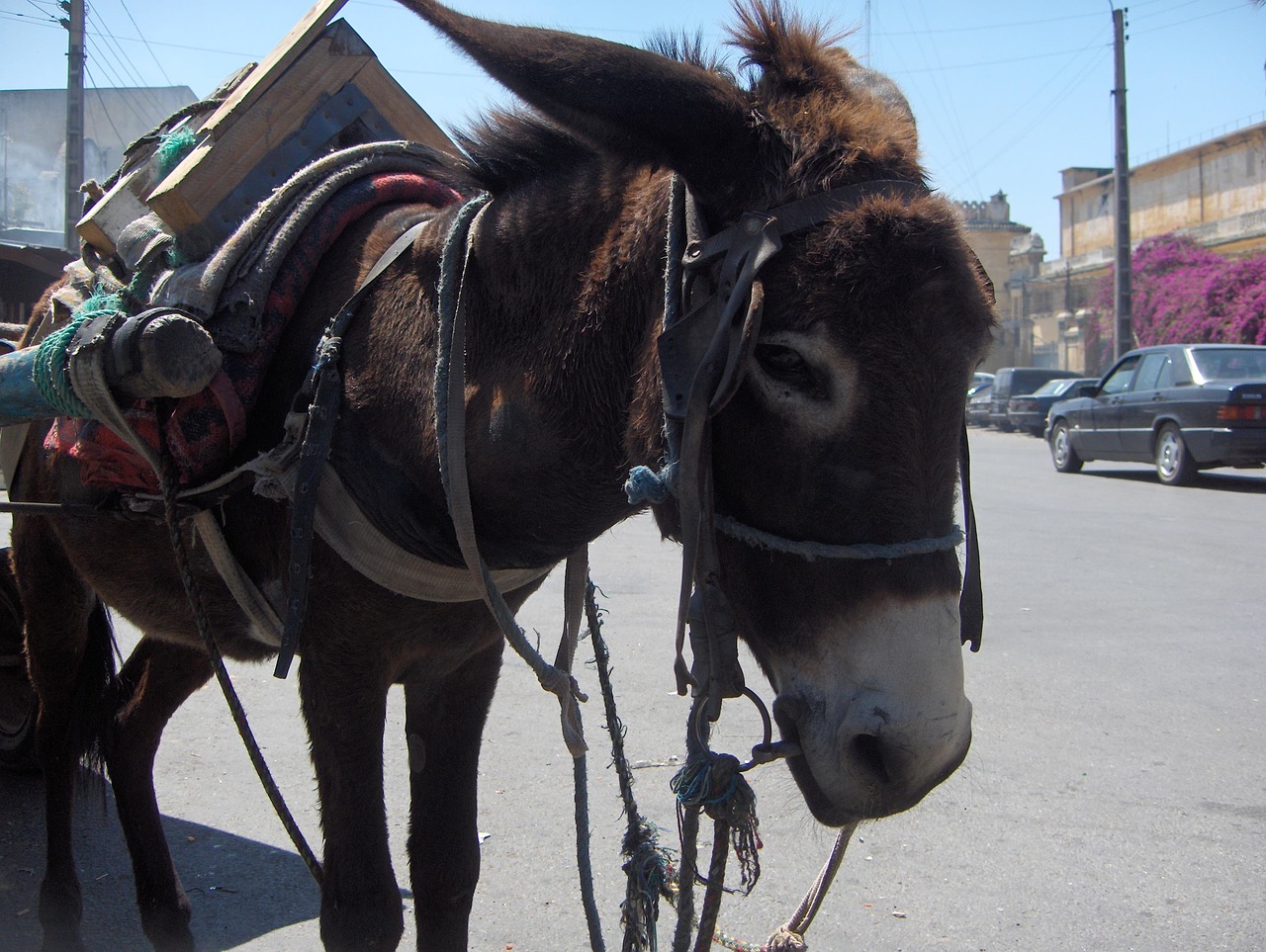 morocco donkey city free photo