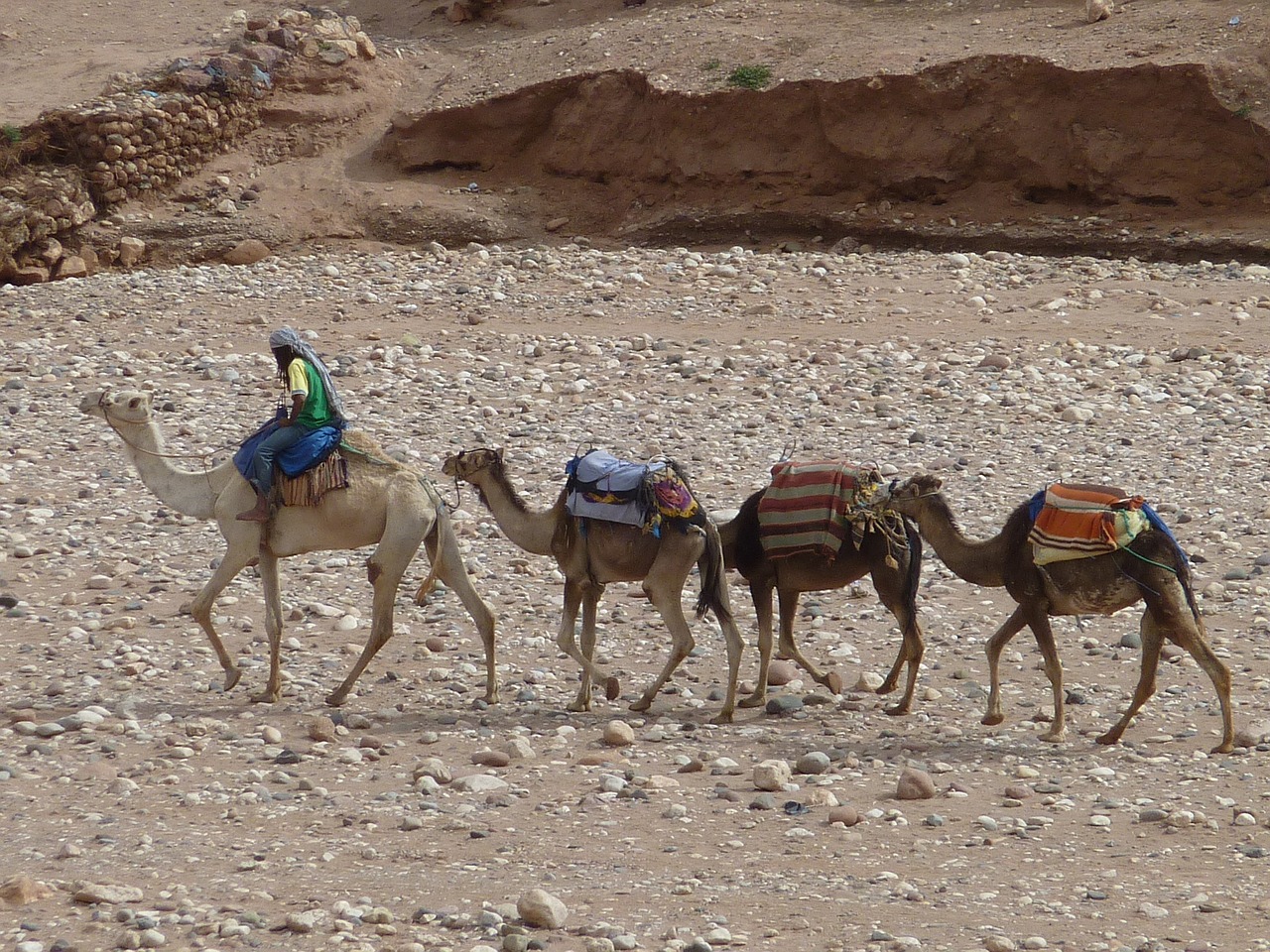 morocco dromedary camel free photo