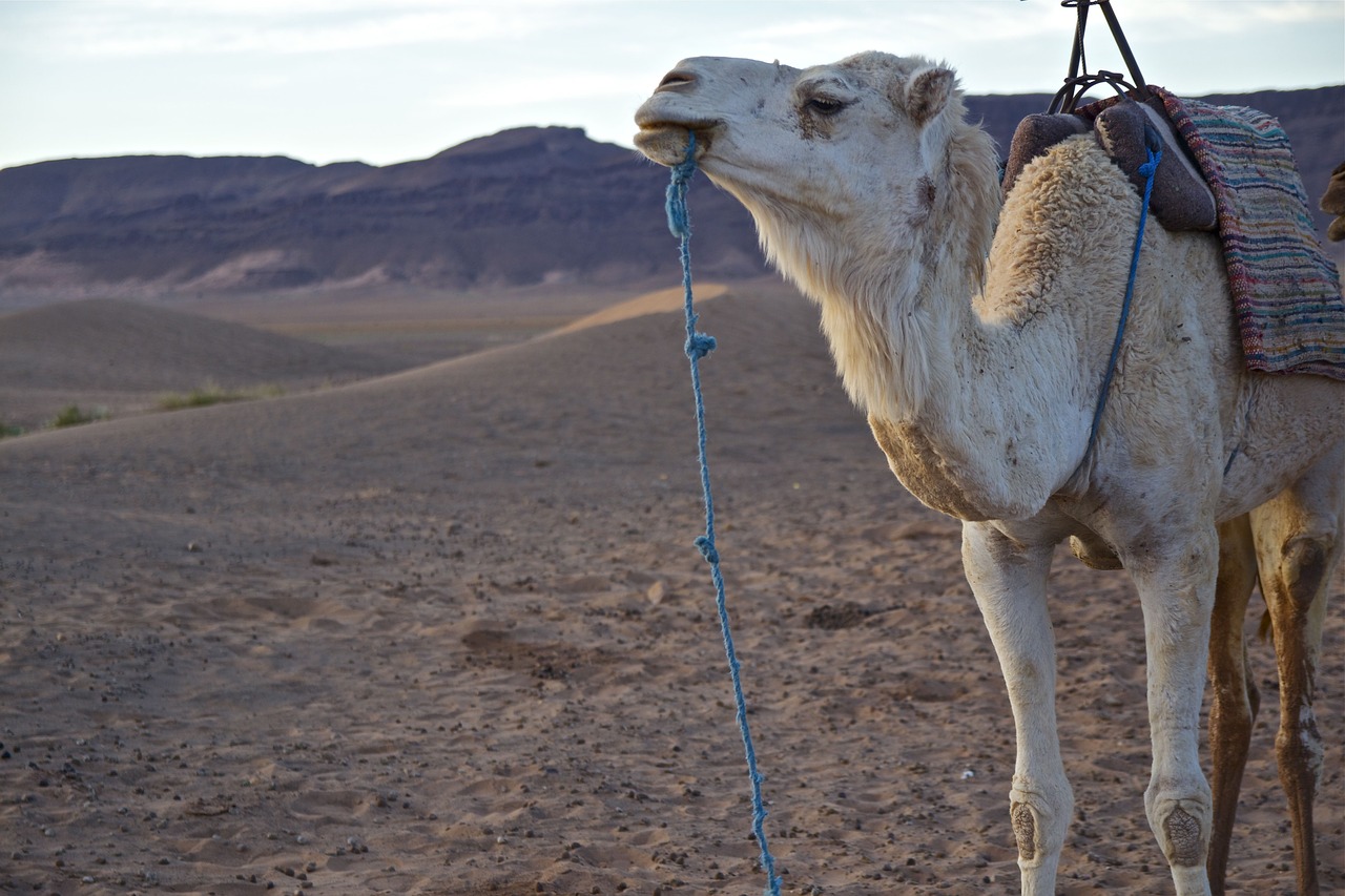 morocco desert nature free photo