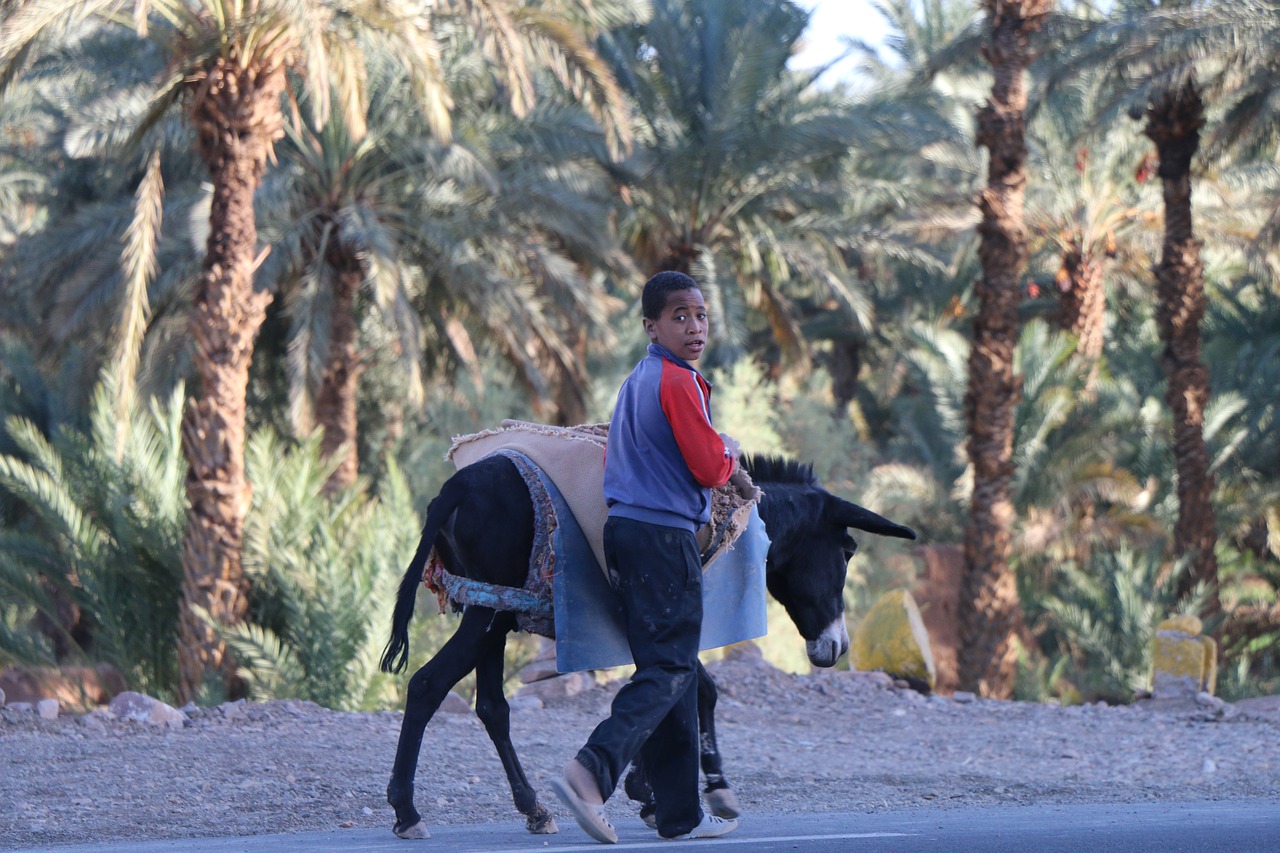 morocco wilderness boy free photo