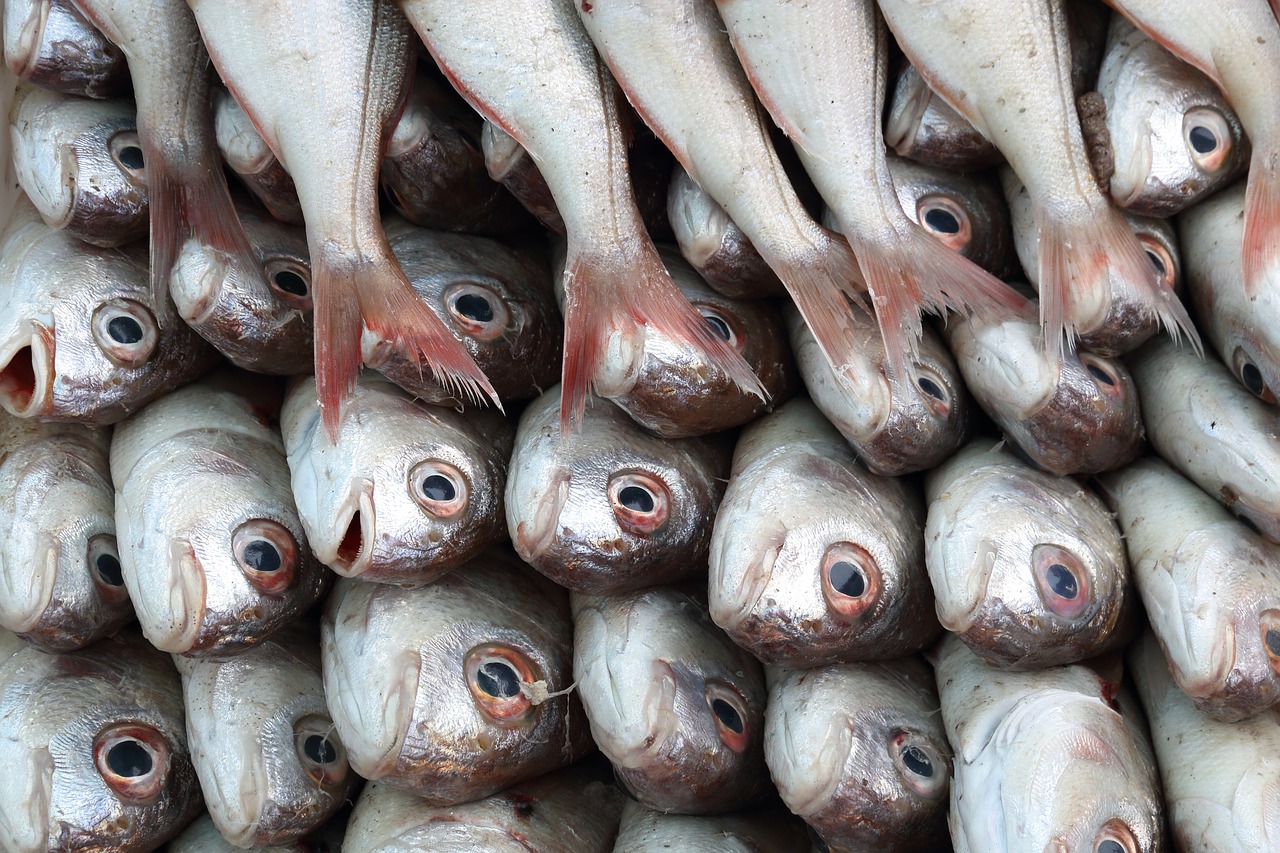 morocco  essaouira  harbour free photo