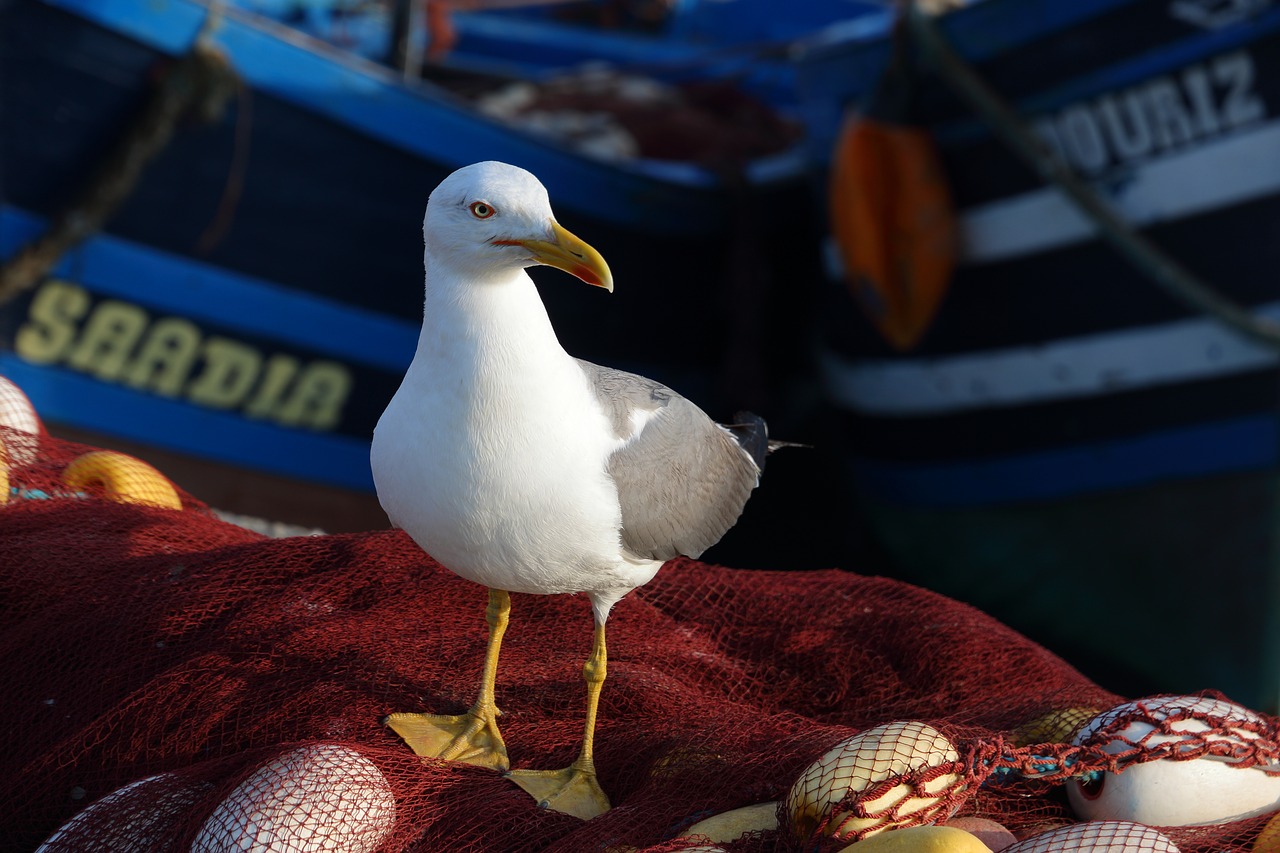 morocco  essaouira  seagull free photo
