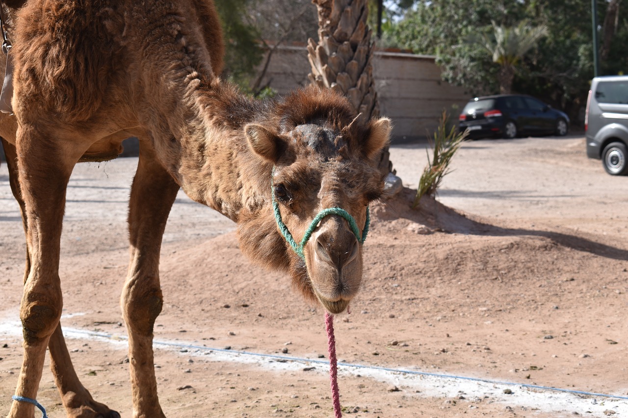 morocco  camel  animal free photo