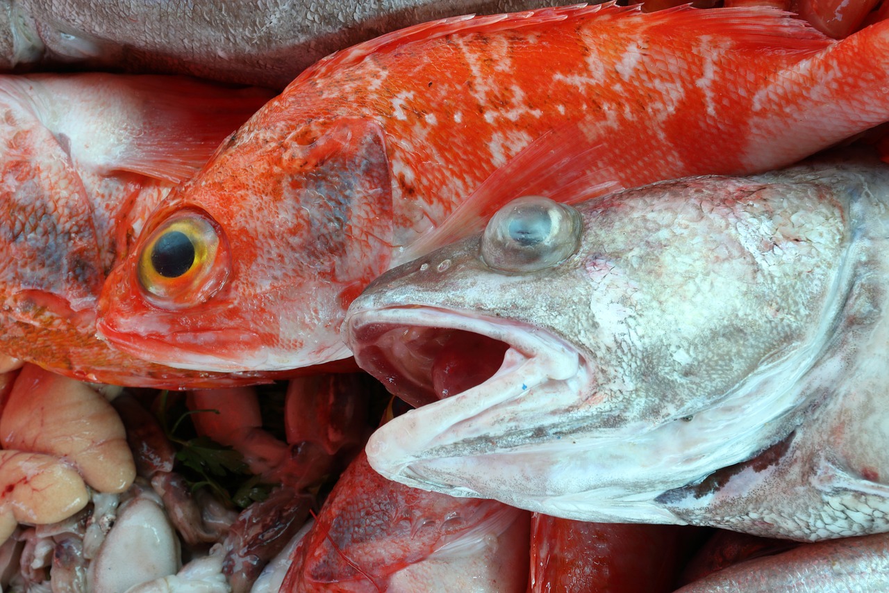 morocco  essaouira  fish free photo