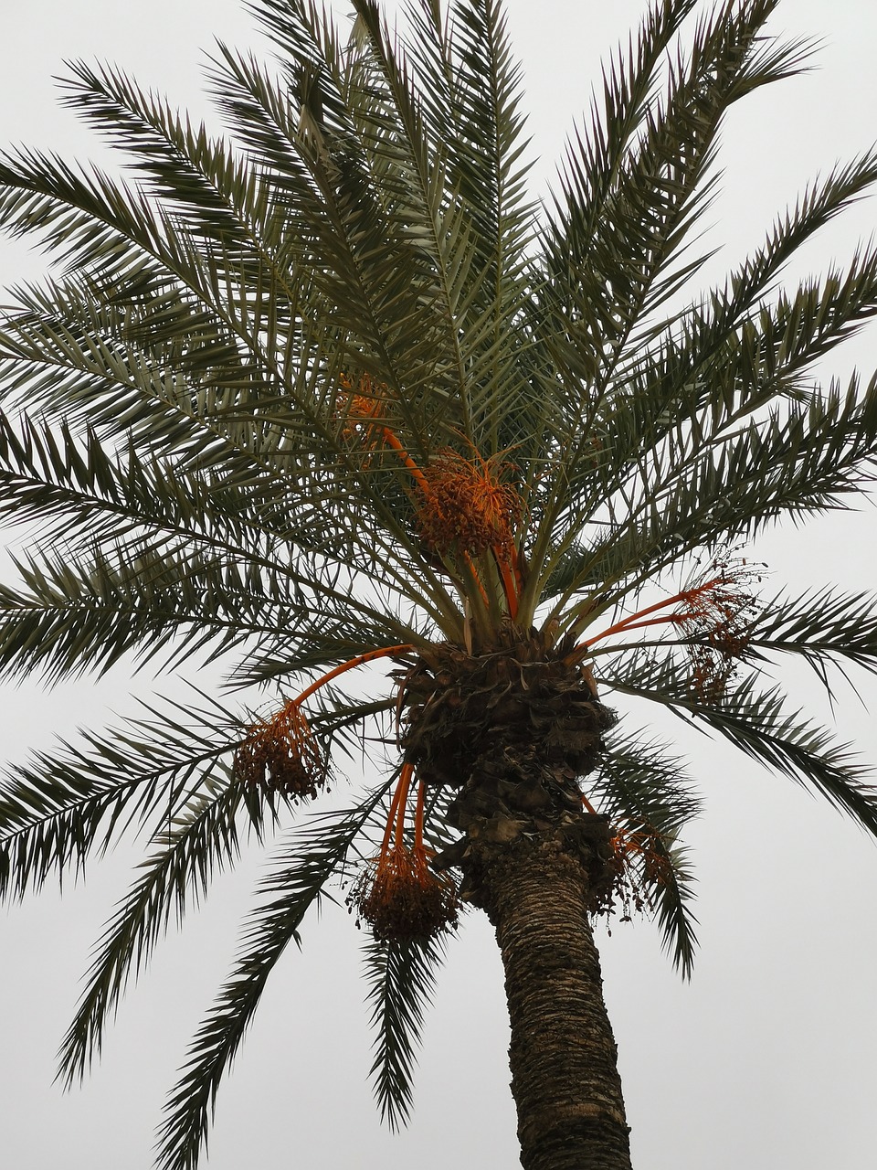 morocco  palm  palm trees free photo
