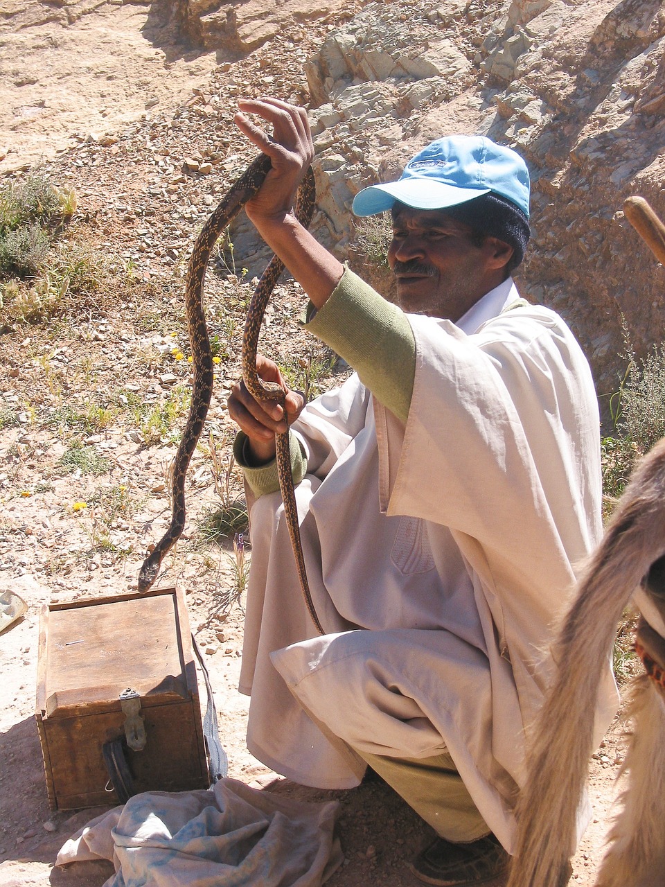 morocco snake charmer snake free photo