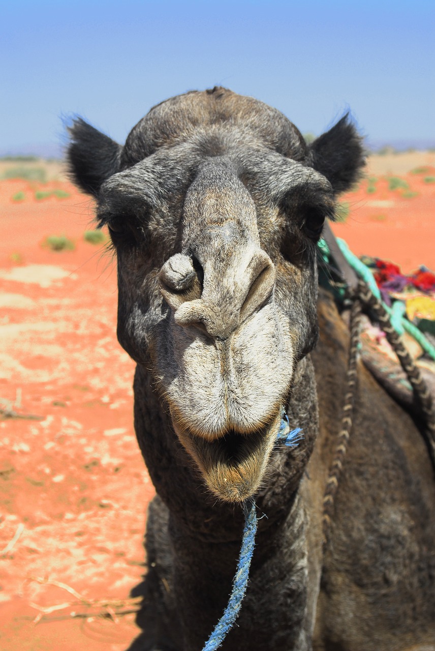 morocco camel desert free photo