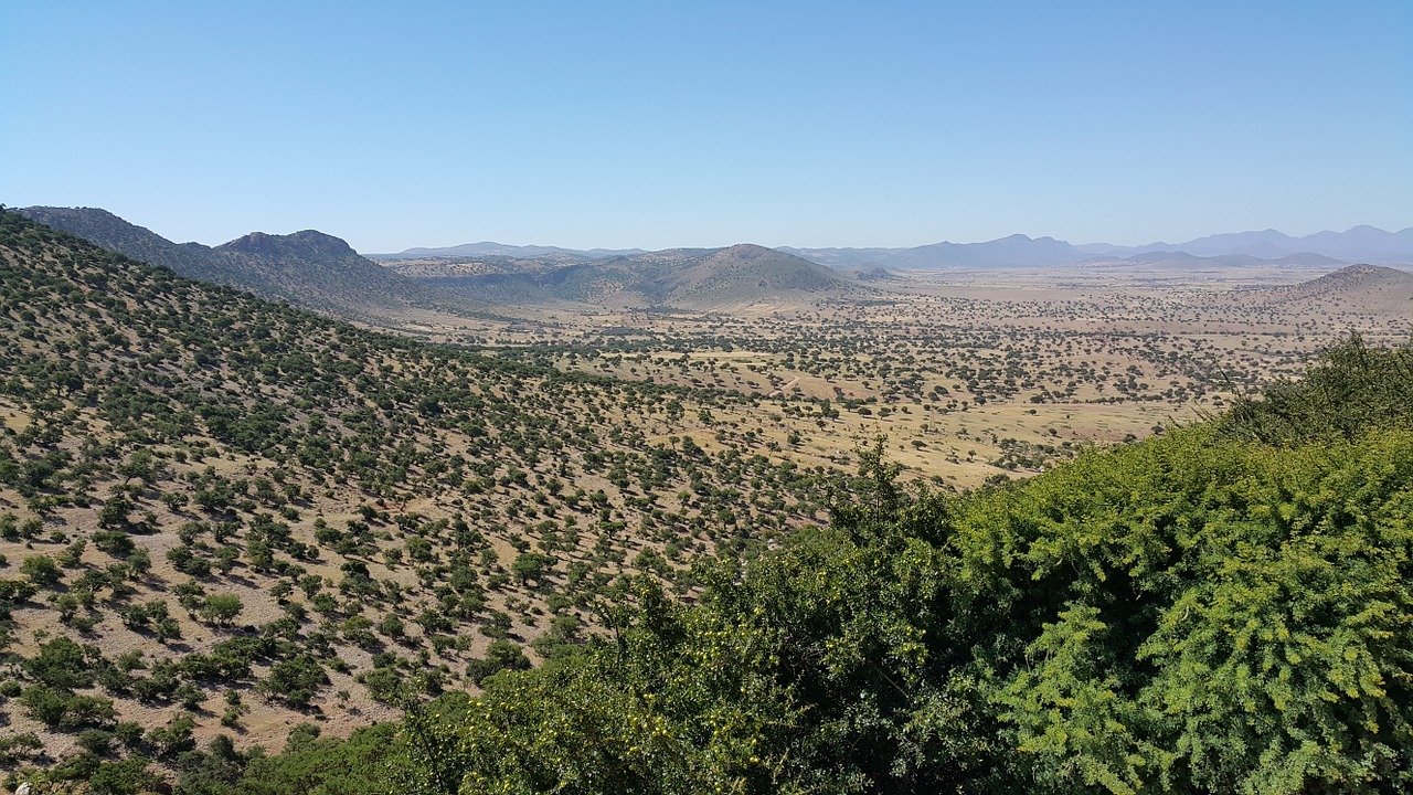 morocco argan trees free photo