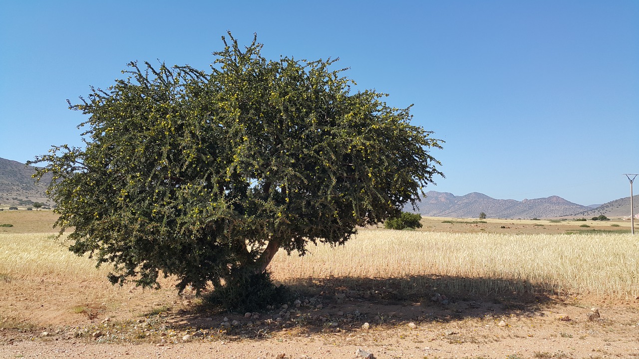 morocco argan oil free photo