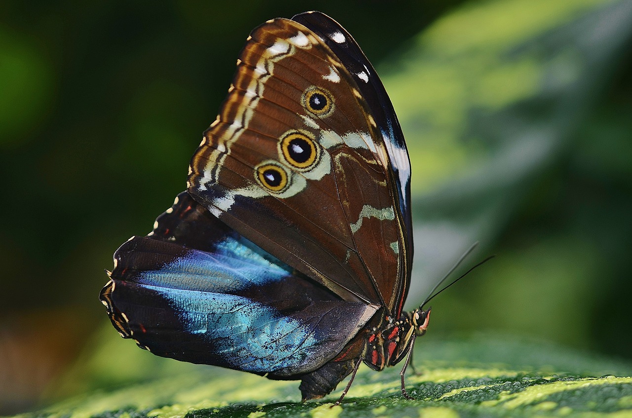 morpho peleides butterfly free photo