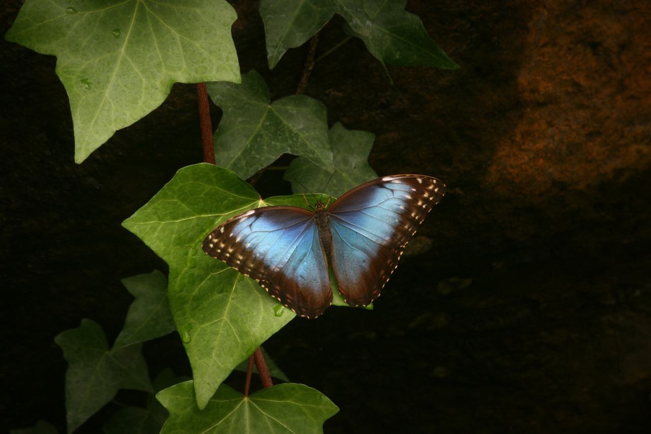morpho  butterfly  blue free photo