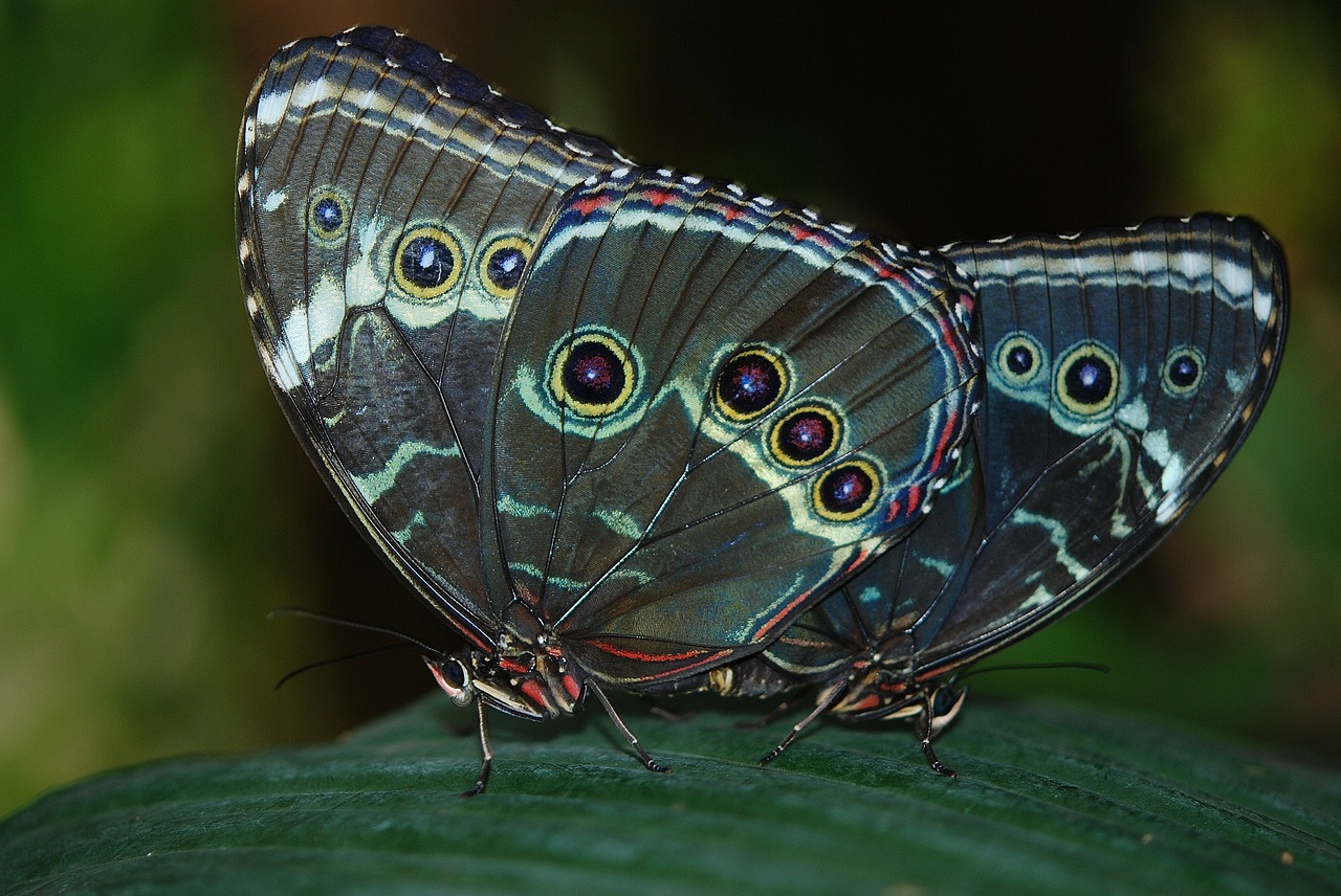 morpho peleides butterfly free photo