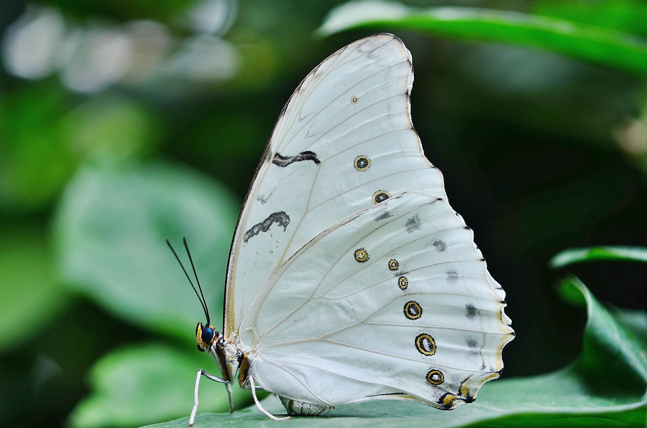 morpho polyphemus butterfly free photo