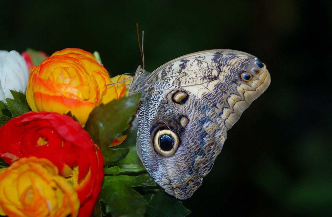 morpho peleides blue butterfly free photo