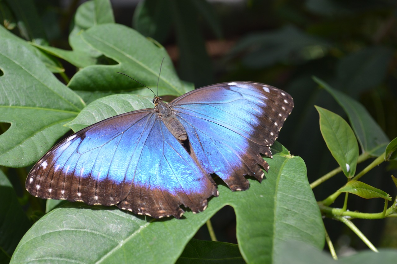 morpho peleides butterfly blue free photo