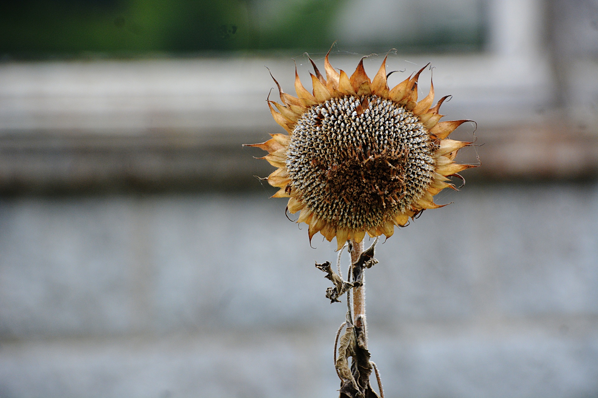 flower sunflower sun free photo