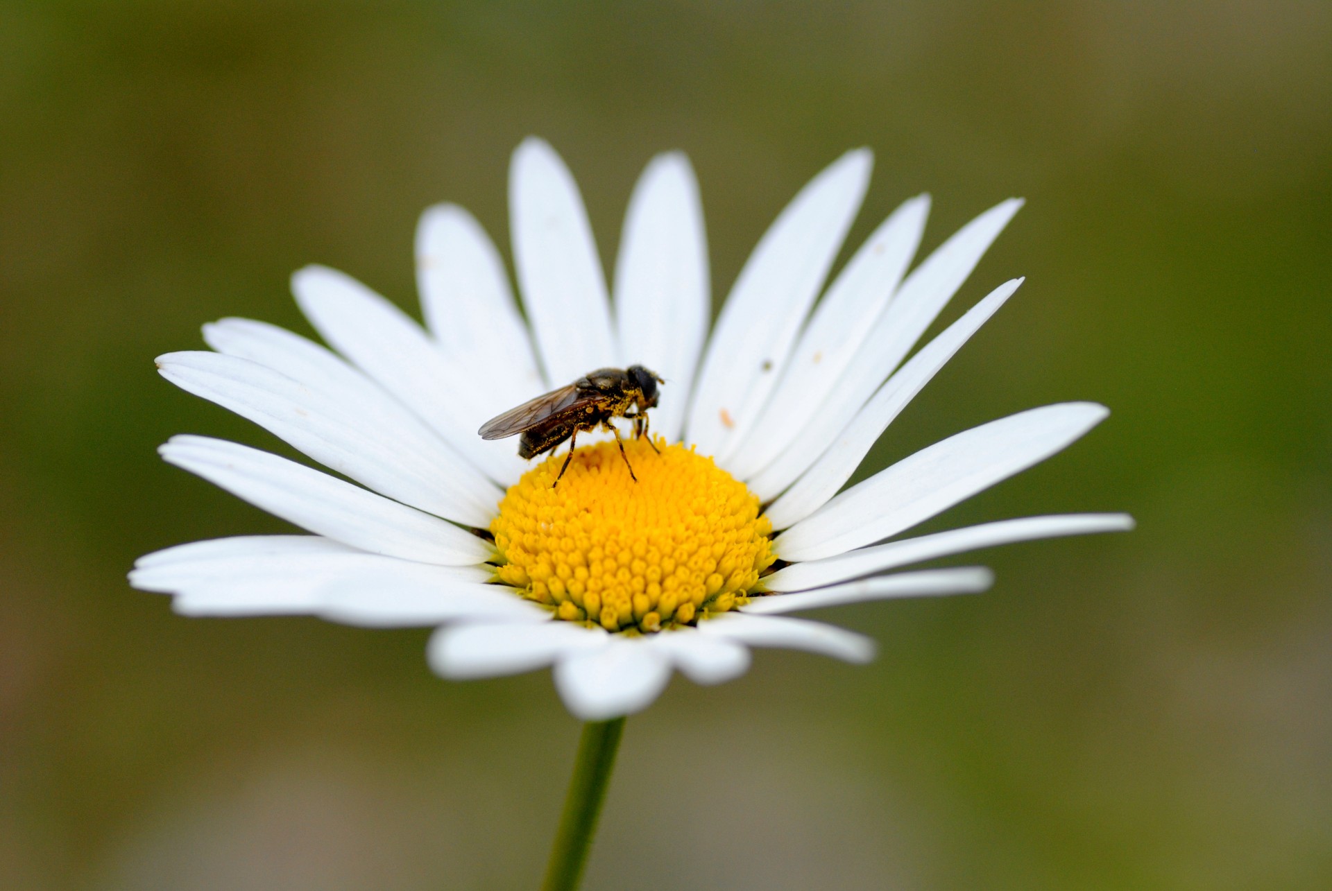 fly pollen flower free photo