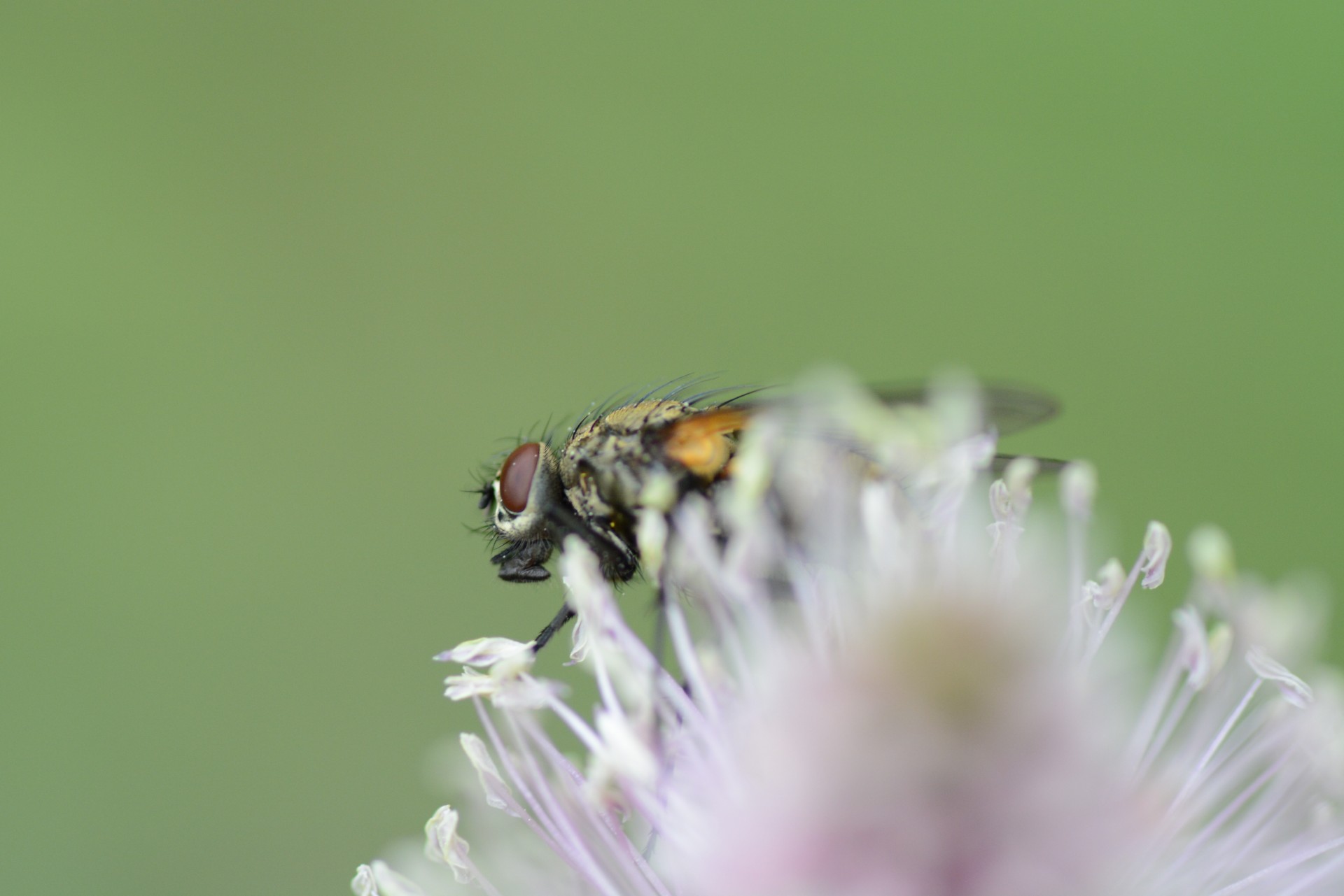 fly flower insect free photo