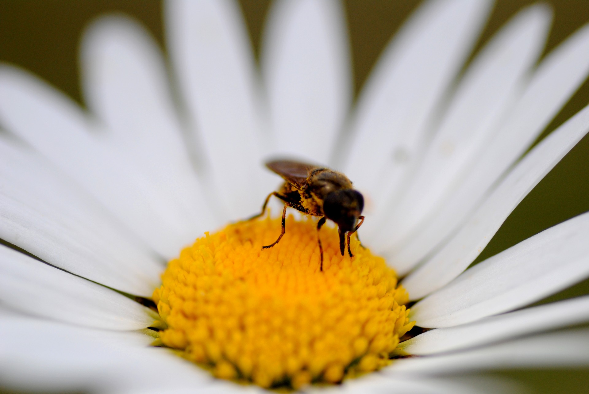 fly pollen flower free photo