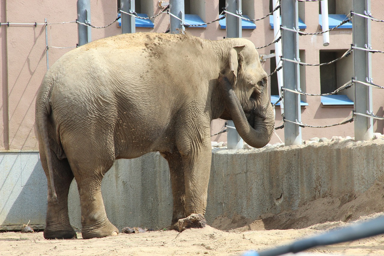 moscow zoo zoo elephant free photo