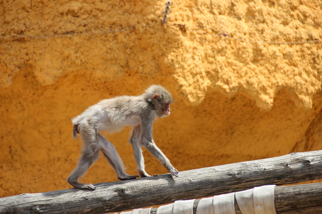 moscow zoo zoo monkey free photo