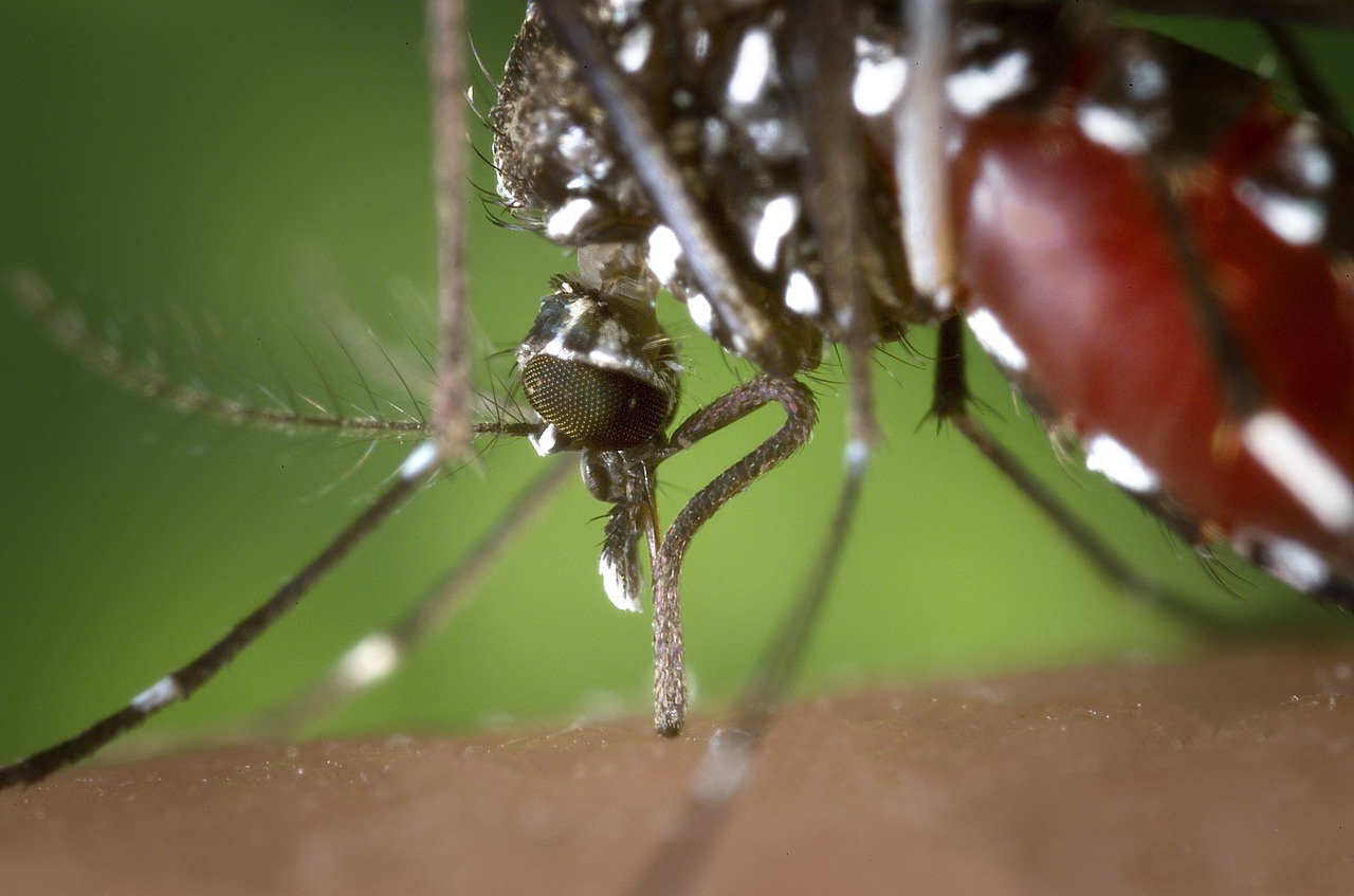 mosquito female aedes albopictus free photo