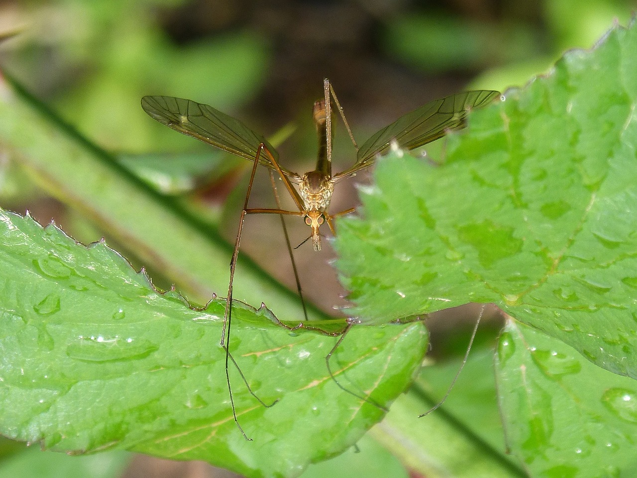 mosquito insect detail free photo