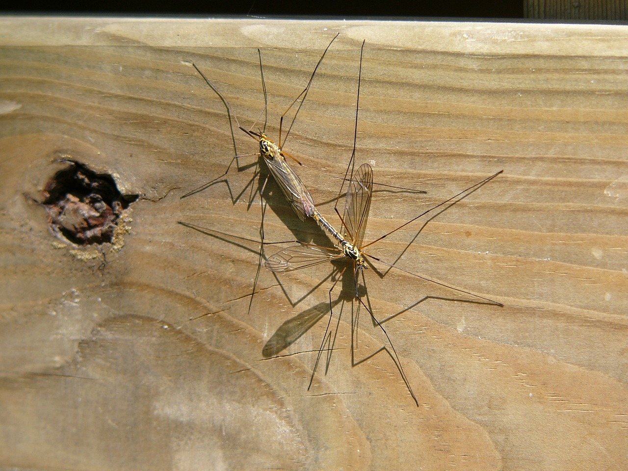 mosquito love coupling free photo