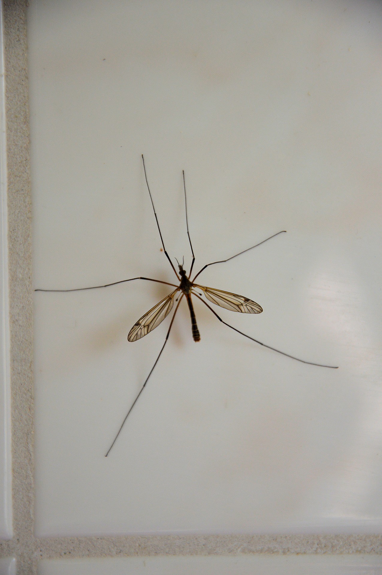 insect mosquito nature free photo