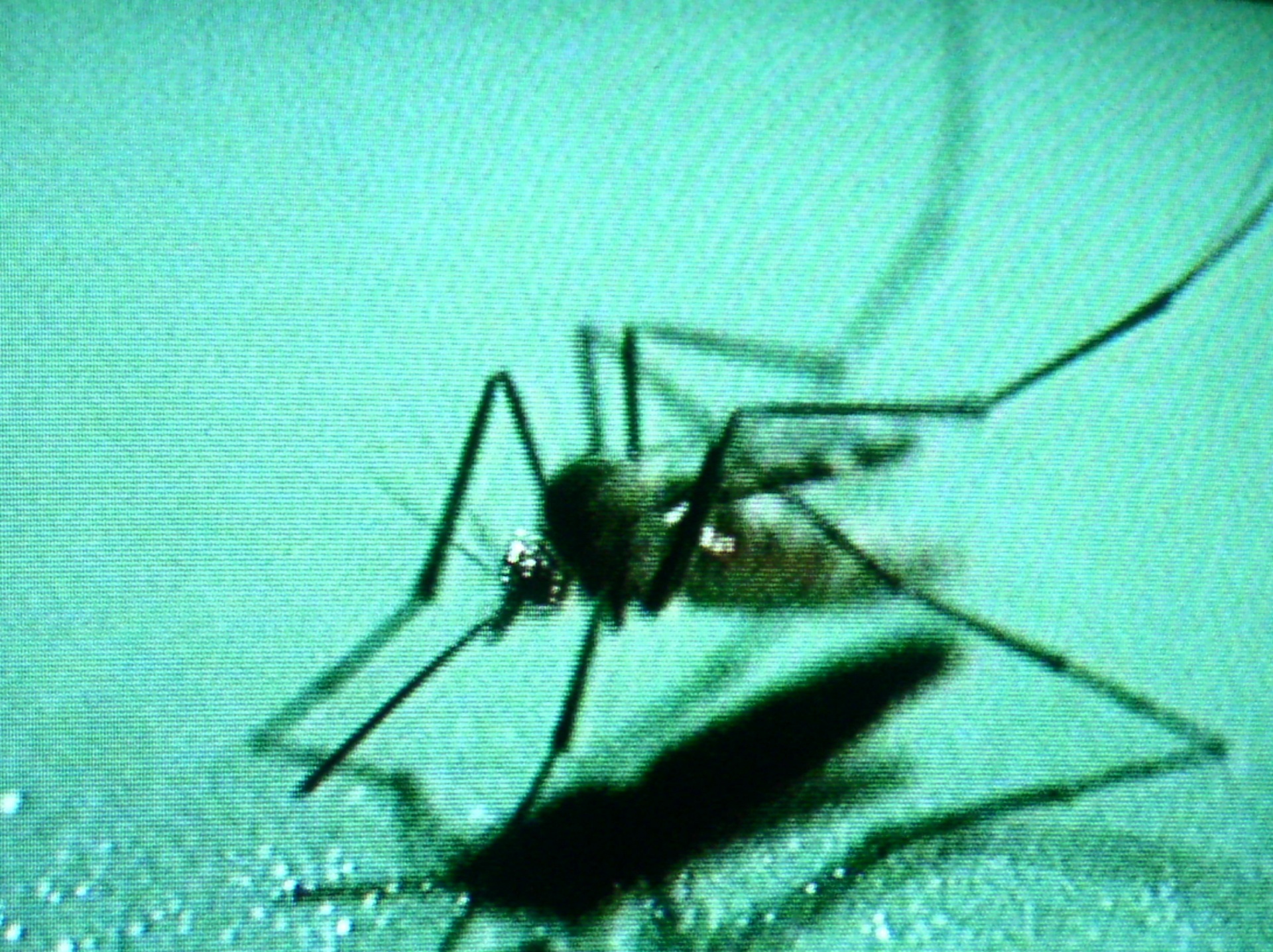 mosquito tv screen mosquito free photo