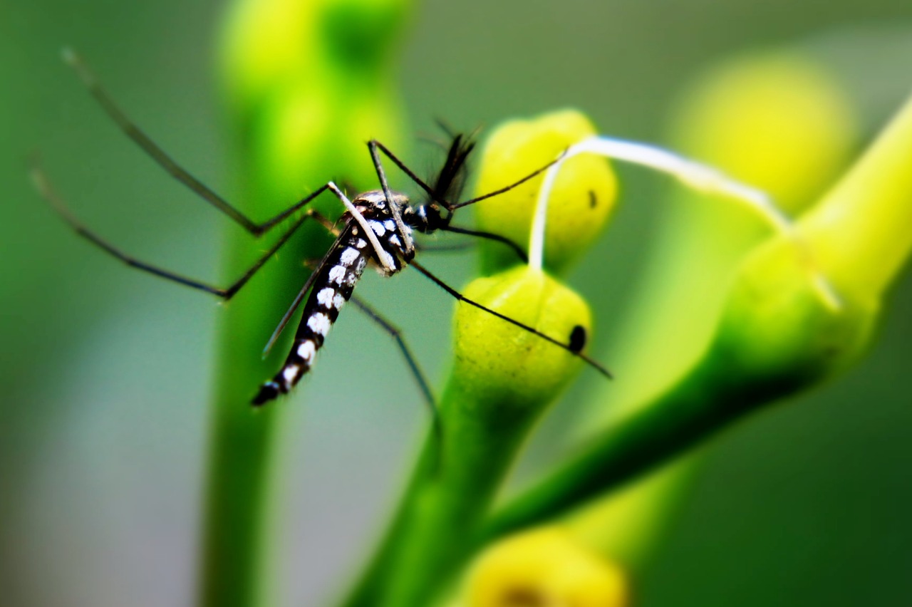 mosquito insect animal free photo