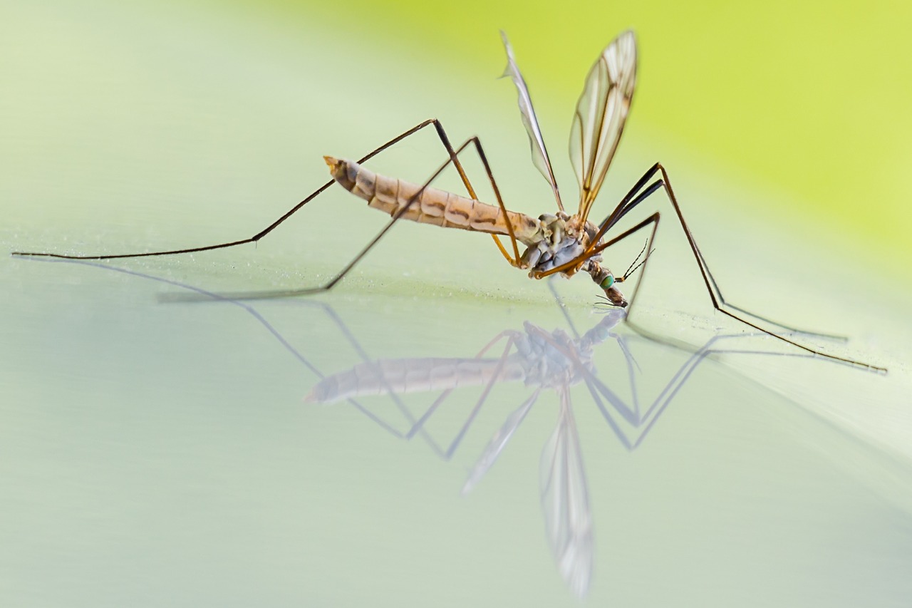 mosquito schnake riesenschnake free photo