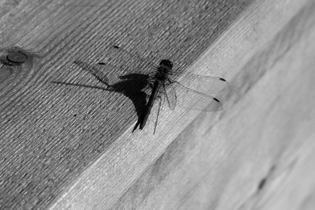 mosquito black white shadow free photo