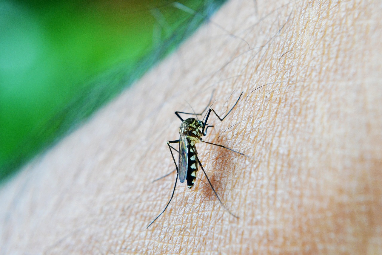 mosquito bite decease free photo