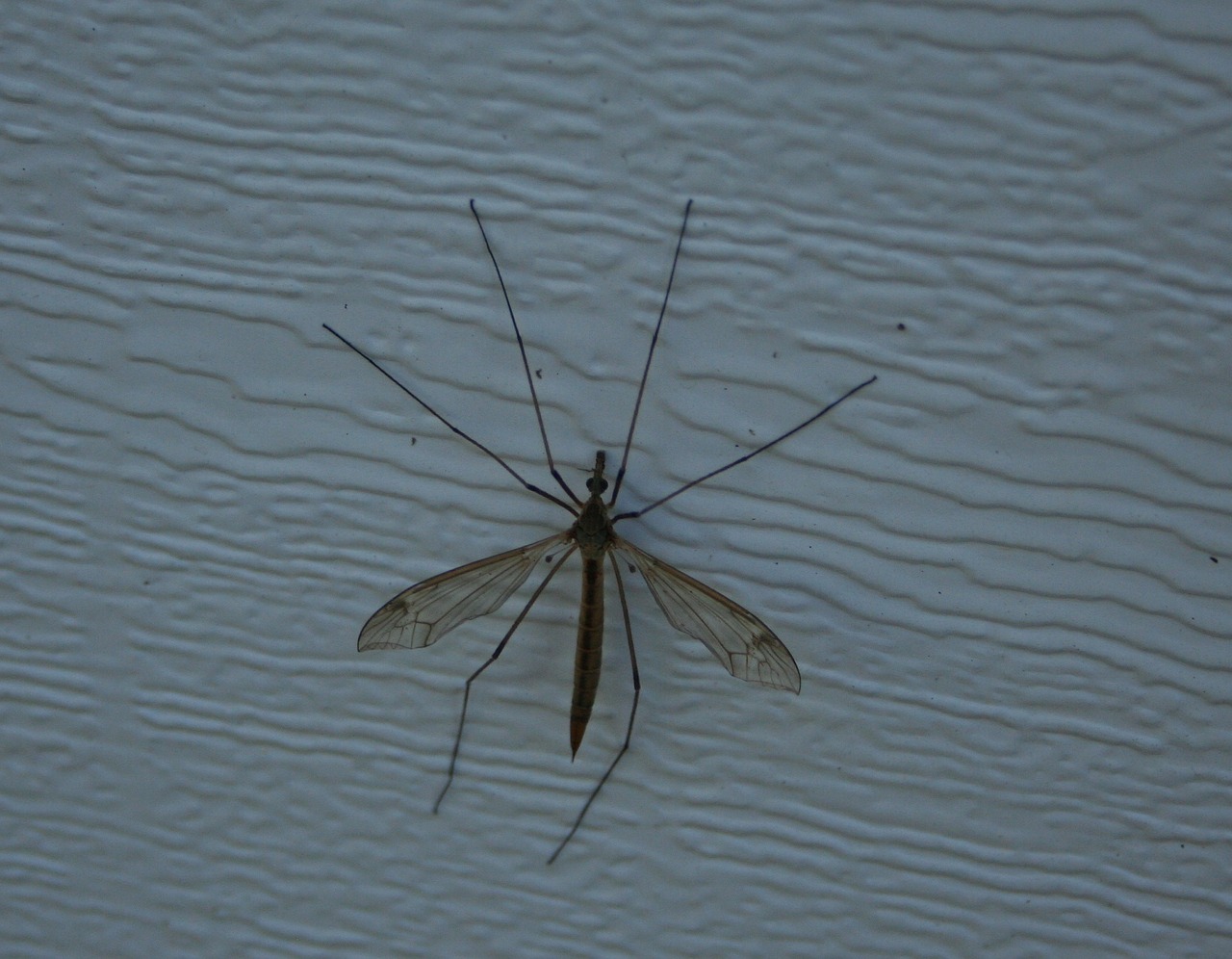 mosquito insect sucker free photo