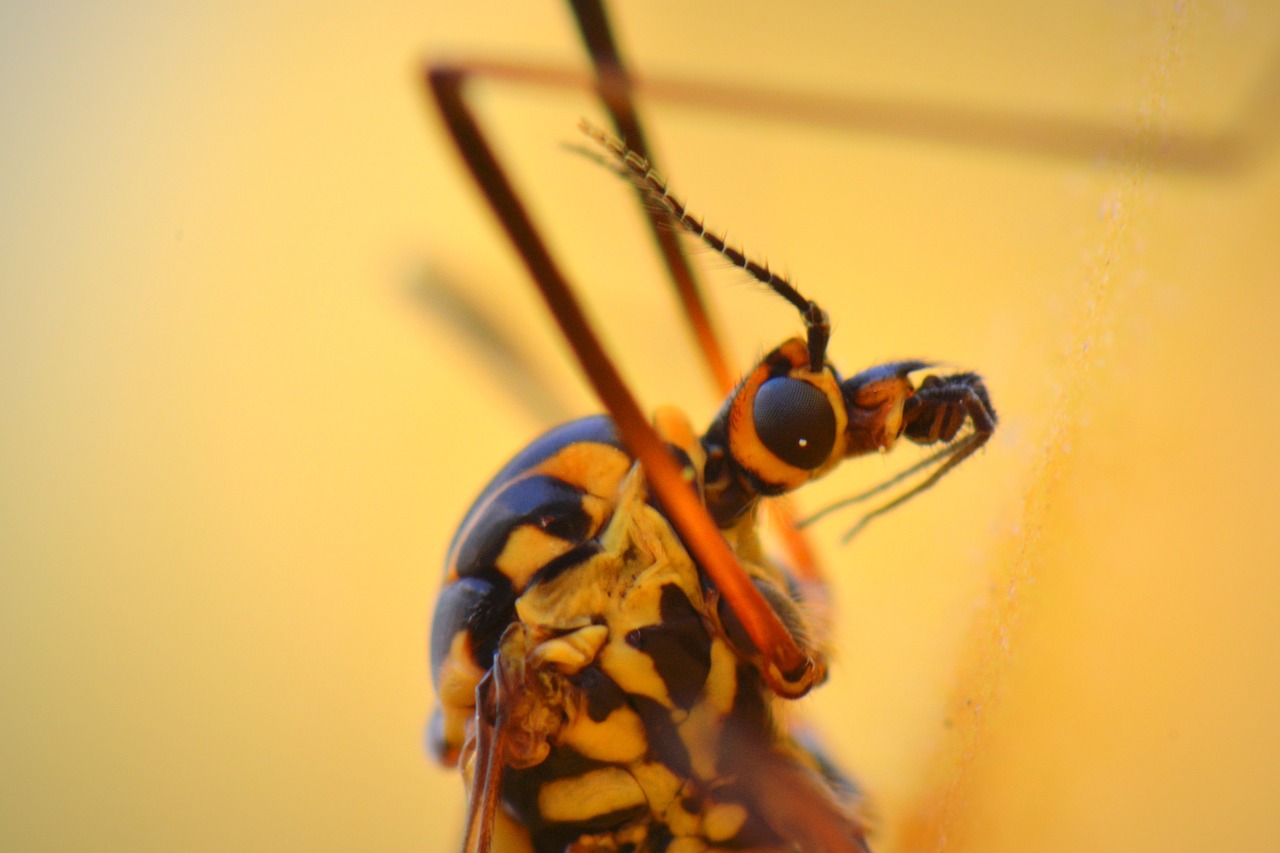 mosquito bug animal free photo
