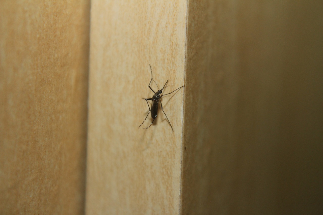 mosquito dengue fever aedes free photo