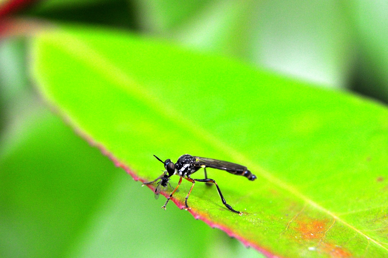 mosquito  macro  macro photography free photo