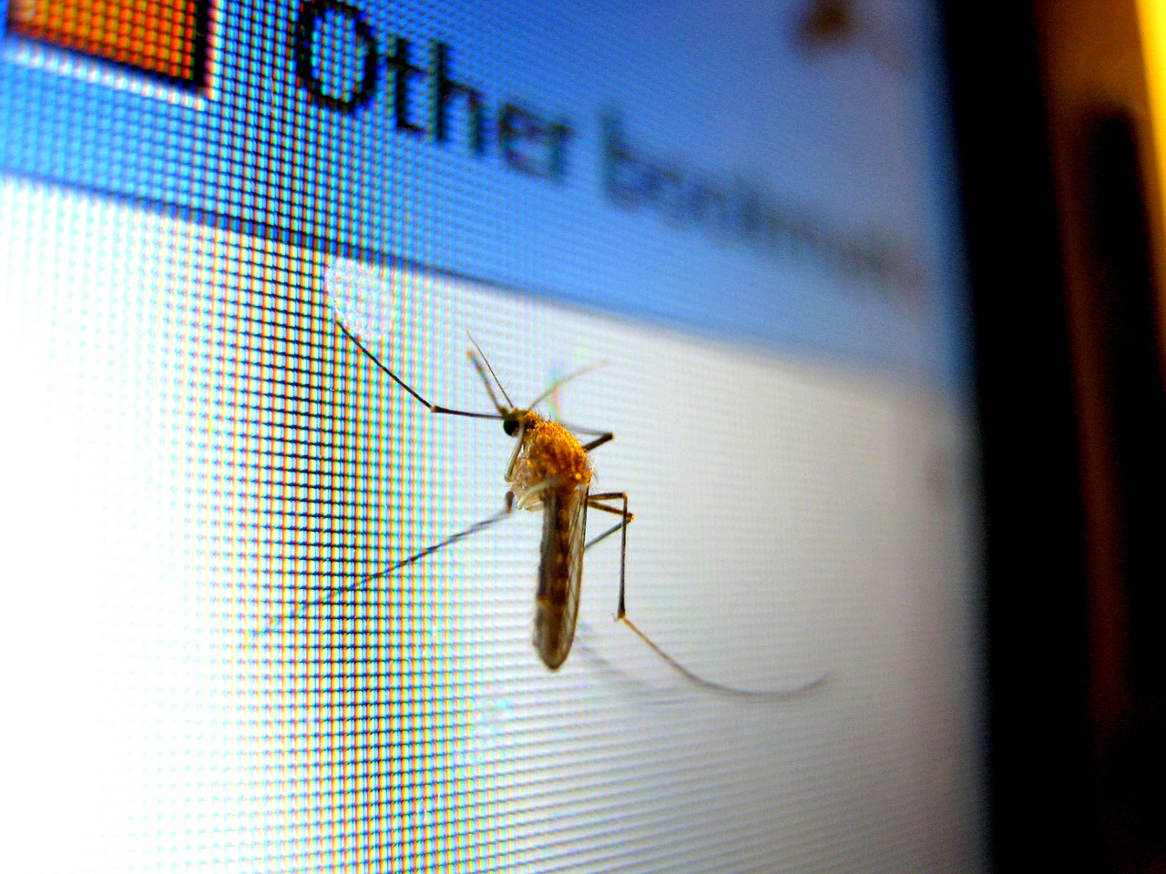 mosquito insect pest free photo