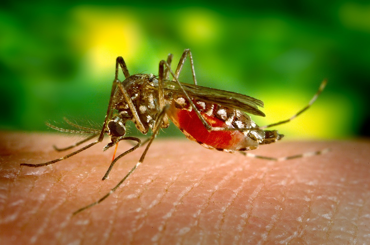 mosquito biting female free photo