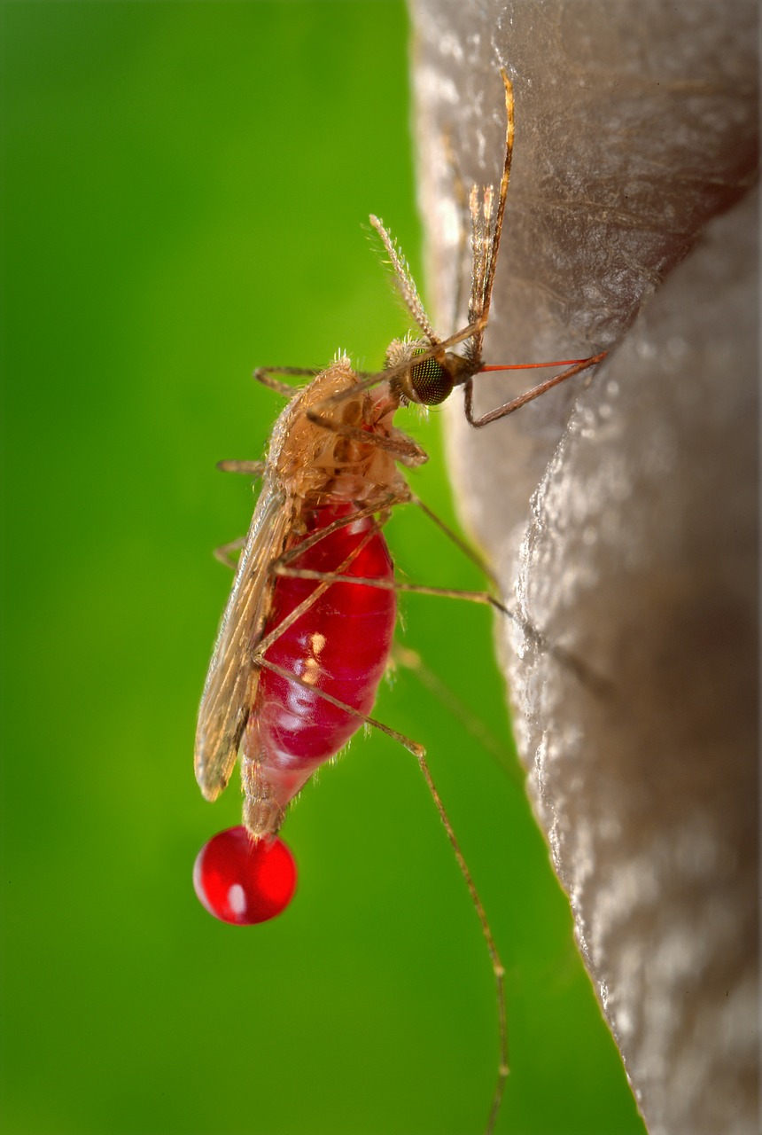 mosquito sucking blood free photo