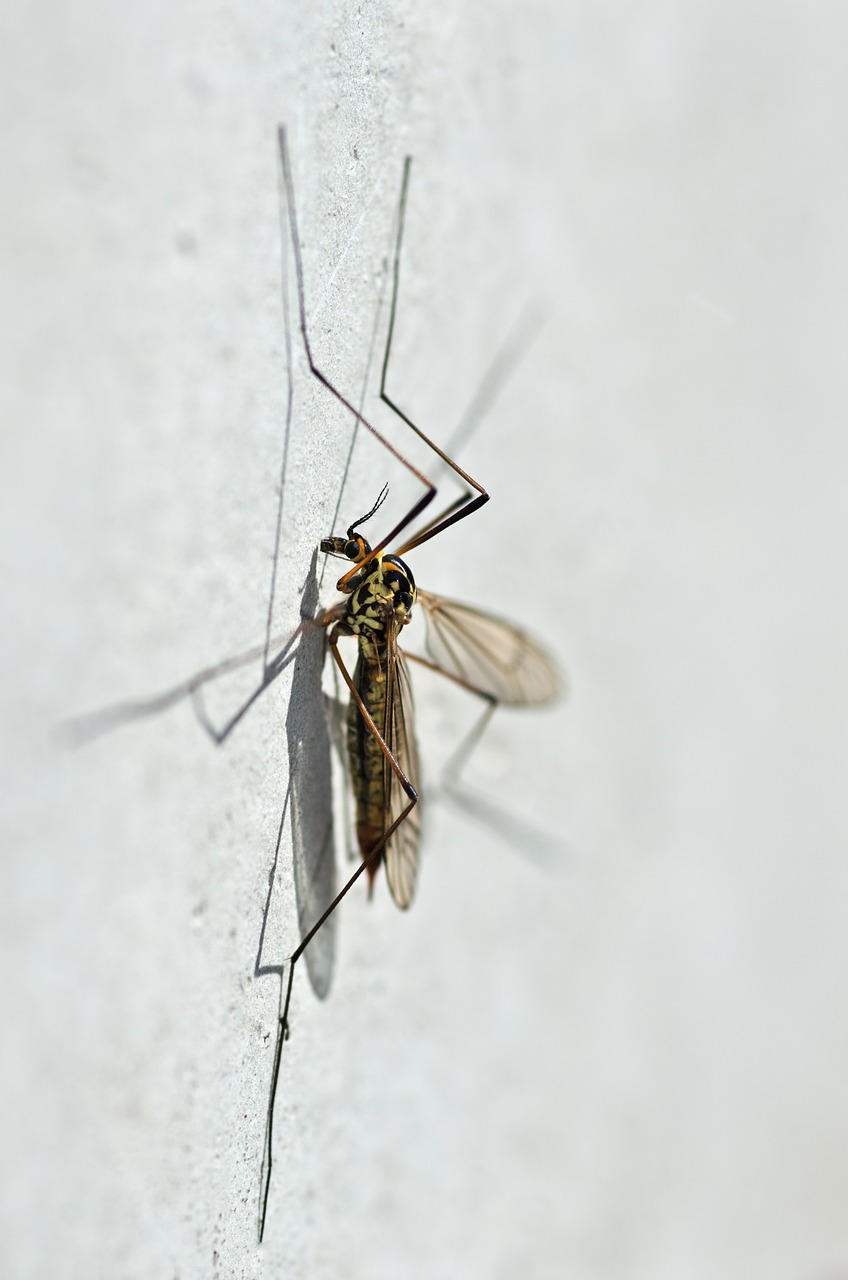 mosquito nephrotoma appendiculata macro free photo