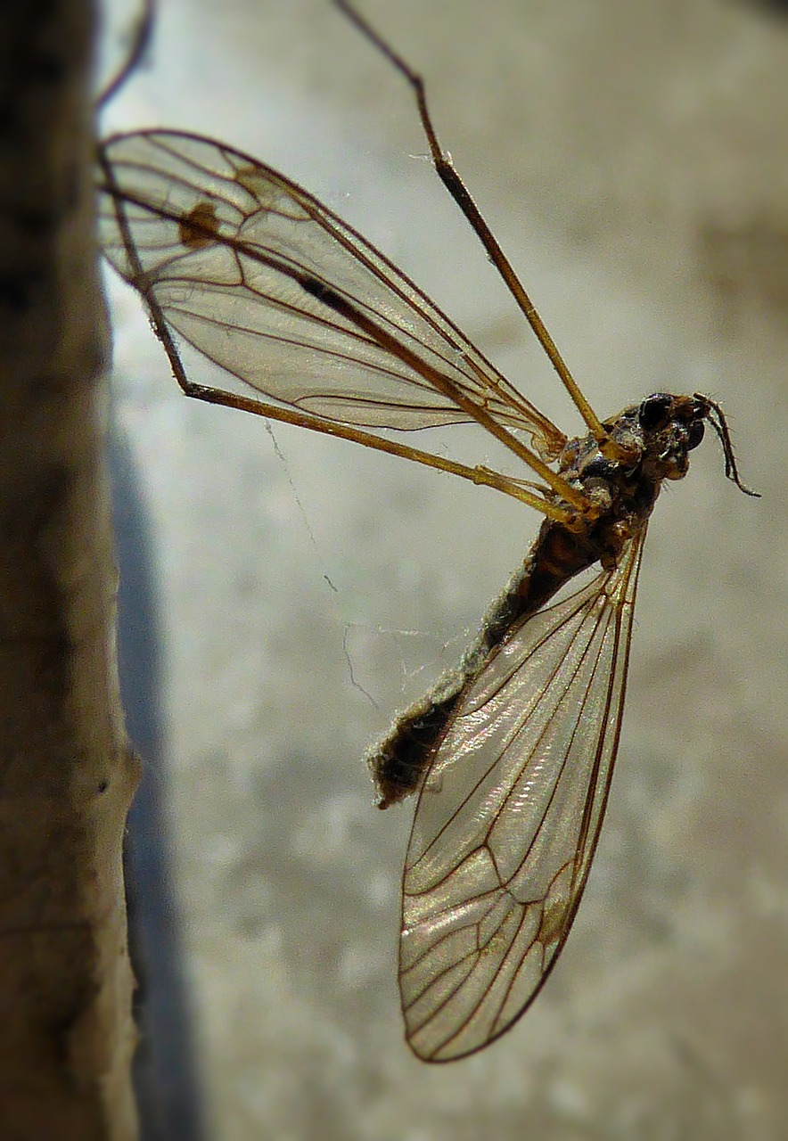 mosquito macro wings free photo