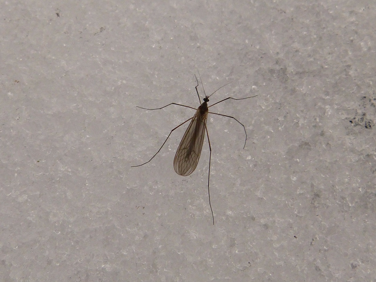 mosquito insect snow free photo