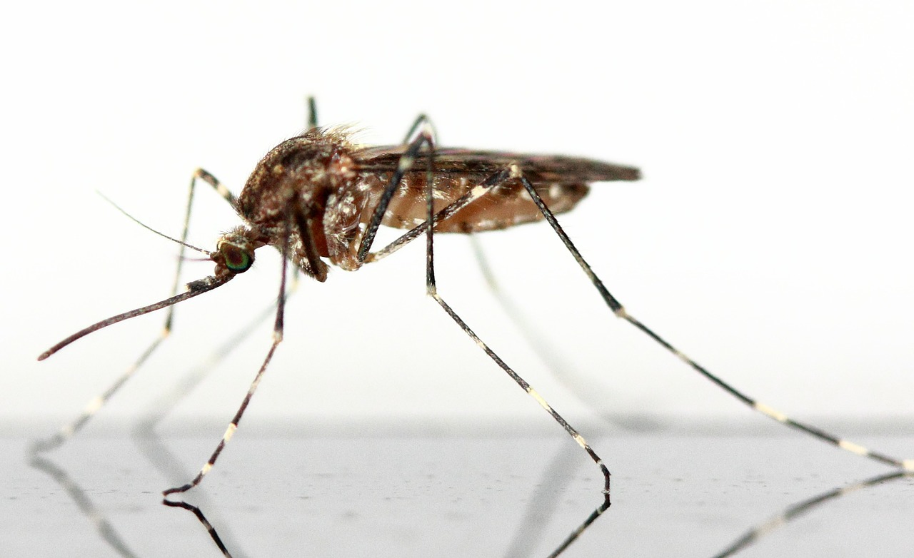 mosquito insect schnake free photo